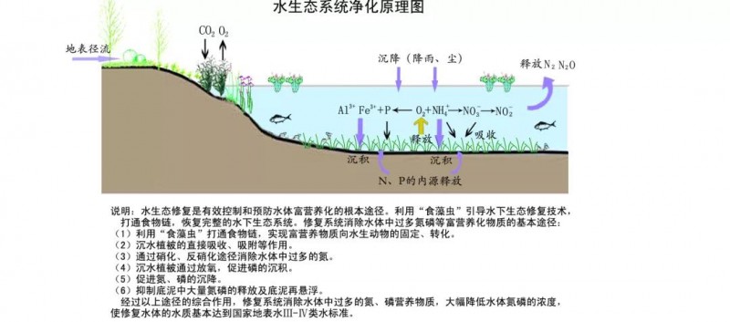 河道生态修复 关键在哪里