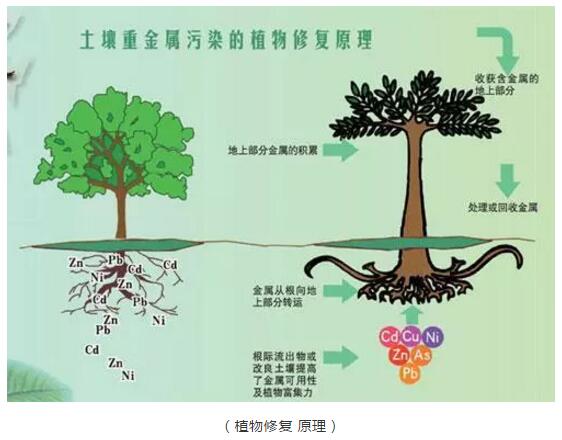 行业专栏 ：土壤重金属修复常见措施