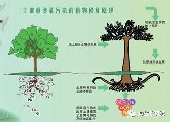 我国耕地重金属污染超2000万公顷！