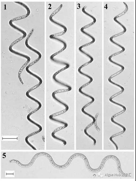 螺旋浮丝藻：一种新的水华蓝藻
