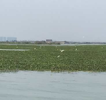 滆湖浅水区生态修复及湿地重建工程示范